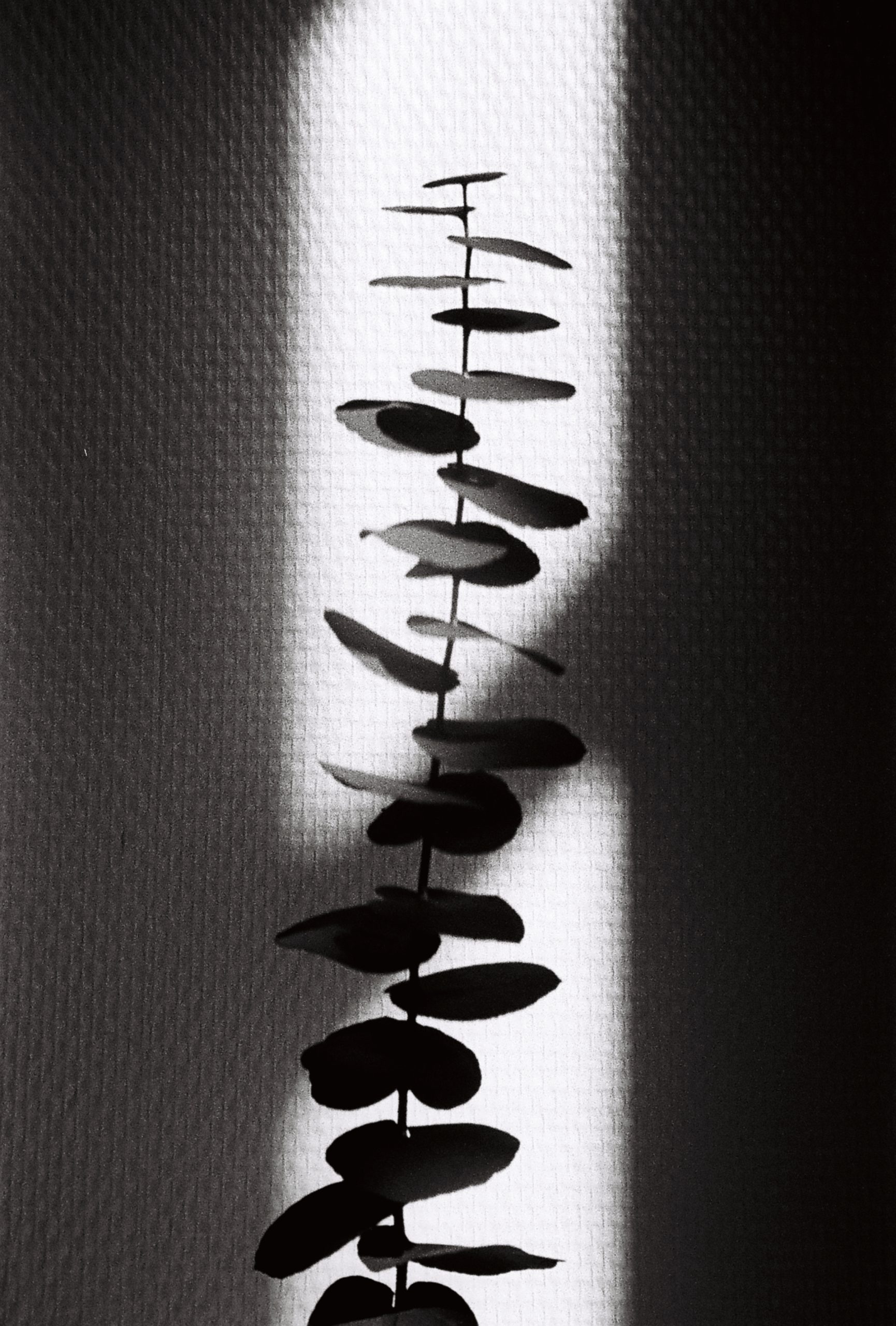 CONTRASTES